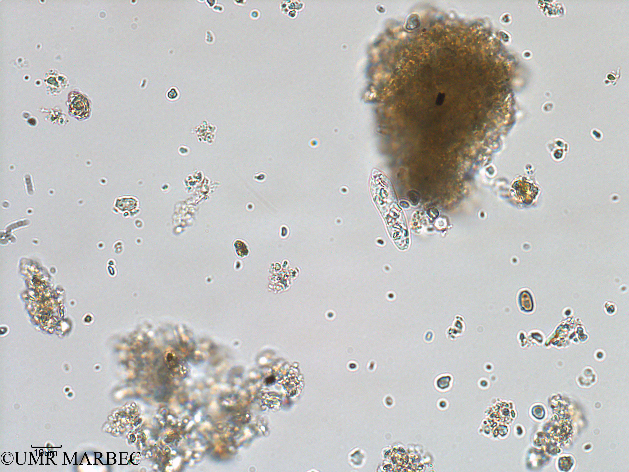 phyto/Bizerte/bizerte_bay/RISCO February 2015/Euglenoidea spp (ancien Baie_T1-A_Eutreptiella-2).tif(copy).jpg